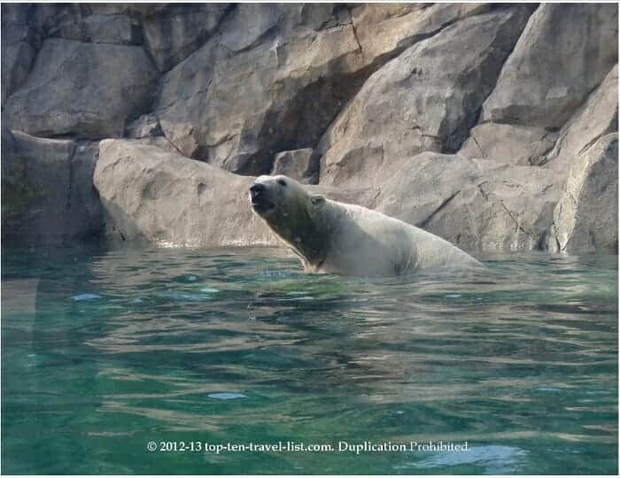 Polar bear exhibit at Brookfield Zoo in Chicago 
