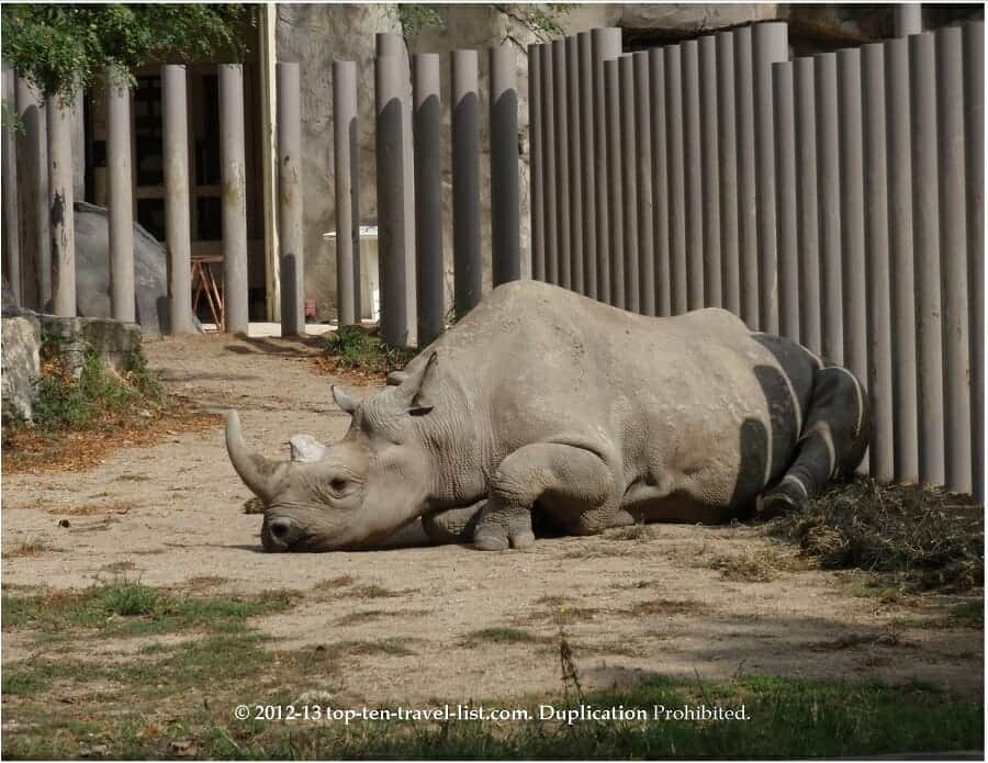 Rhino at Brookfield Zoo in Chicago 