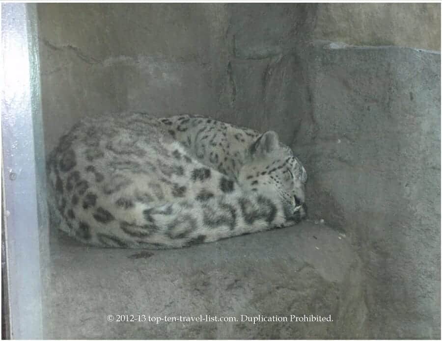 Snow leopard at Brookfield Zoo in Chicago 