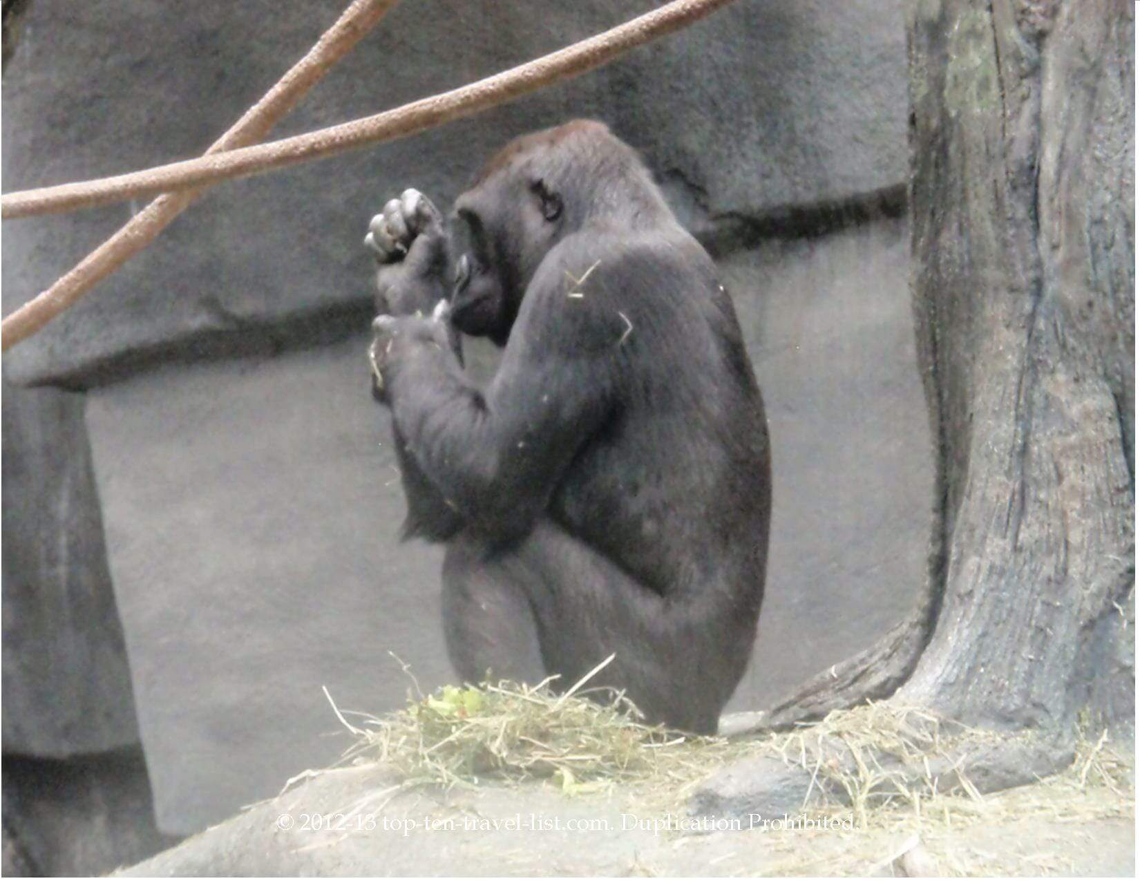Primate at Tropic World exhibit at Brookfield Zoo in Chicago 