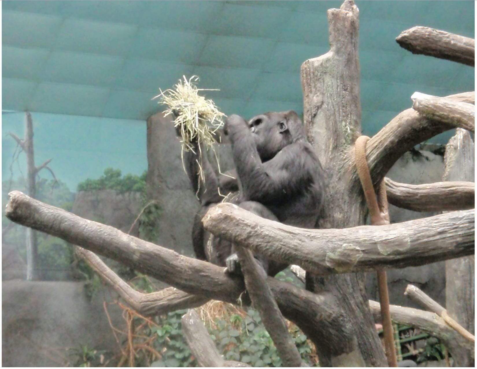 Primate at Tropic World exhibit at the Brookfield Zoo in Chicago 