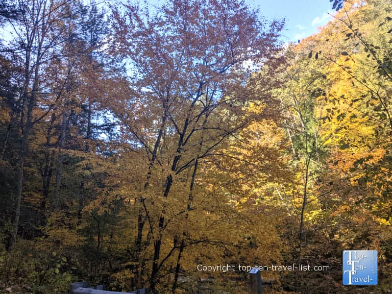 Golden fall foliage at McConnells Mill State Park in Lawrence County, PA