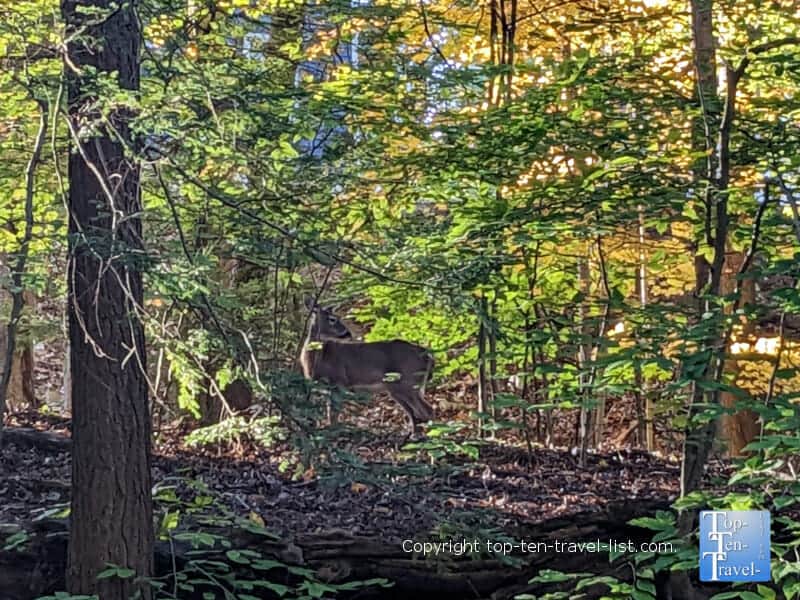 Deer sighting at Falls Run Park near Pittsburgh, Pennsylvania 