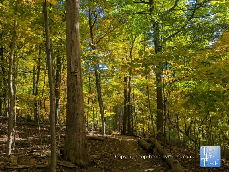 Vivid yellow foliage at Tom's Run Nature Preserve in Sewickley, Pennsylvania 