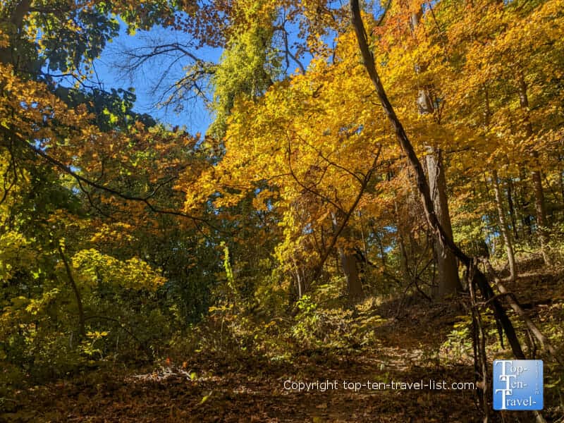 Orange foliage at Tom's Run Nature Reserve in Sewickley, Pennsylvania 