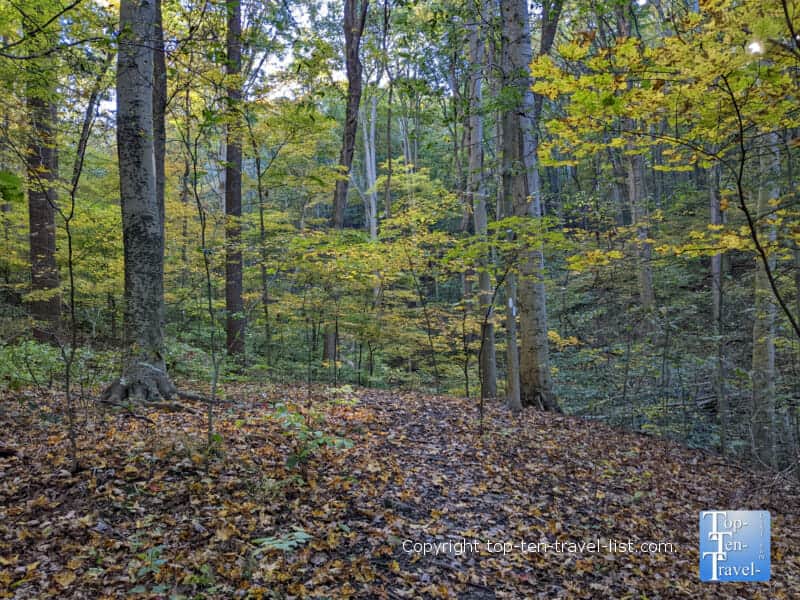 Leaf peeping at Tom's Run Nature Reserve in Sewickley, Pennsylvania 