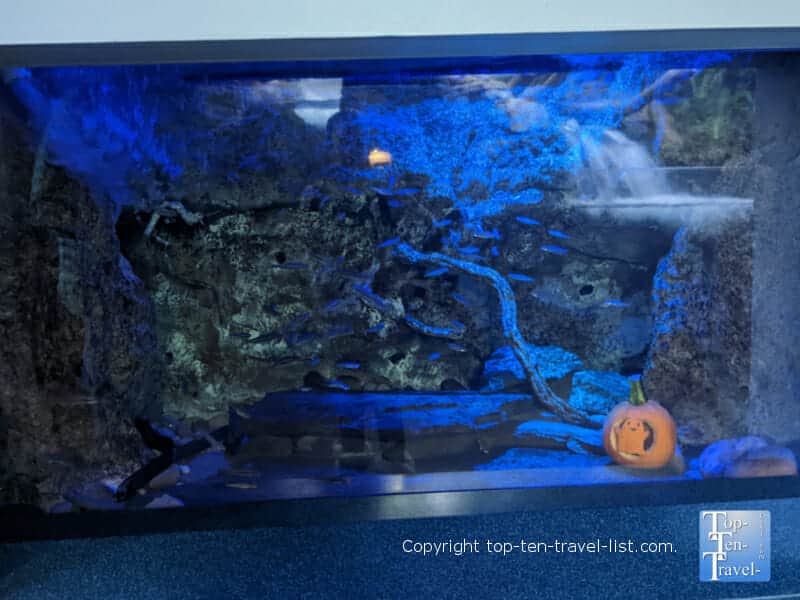 Halloween aquarium display at the Pittsburgh Zoo 