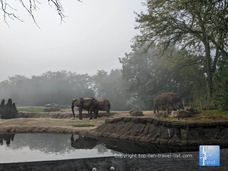 Elephants at the Pittsburgh Zoo