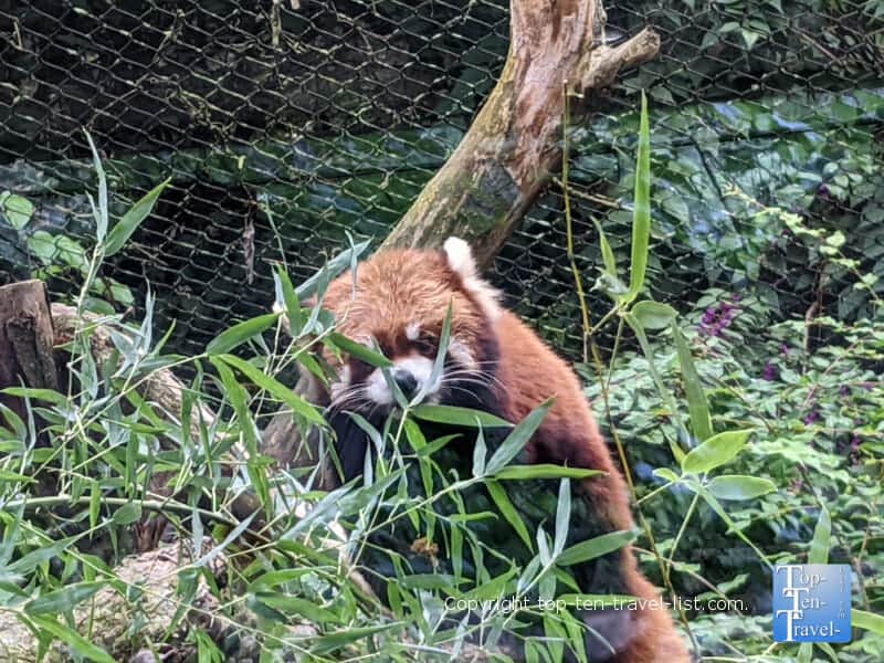 Red panda at the Pittsburgh Zoo