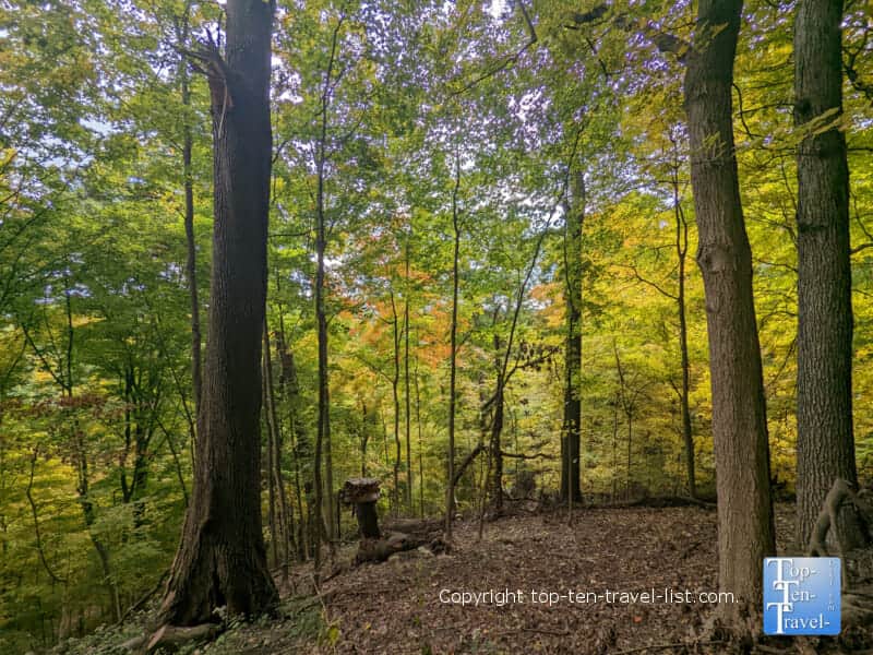 Fall foliage at Frick Park in Pittsburgh 