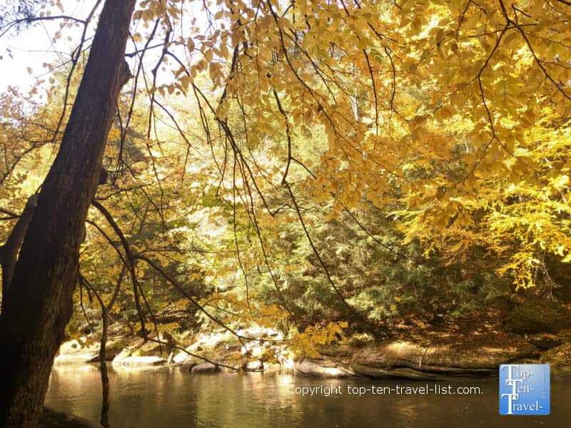 Gorgeous yellow foliage at McConnells Mill State Park in Pennsylvania 
