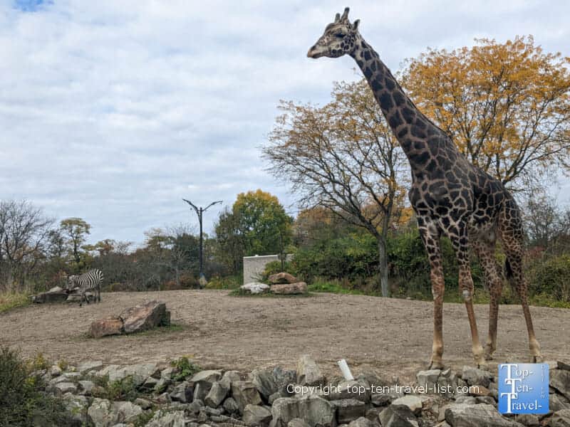 Giraffe exhibit at the Pittsburgh Zoo