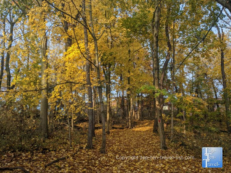Golden fall foliage at Robin Hill Park in Coraopolis, PA
