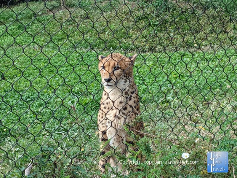 Gorgeous cat at the Pittsburgh Zoo