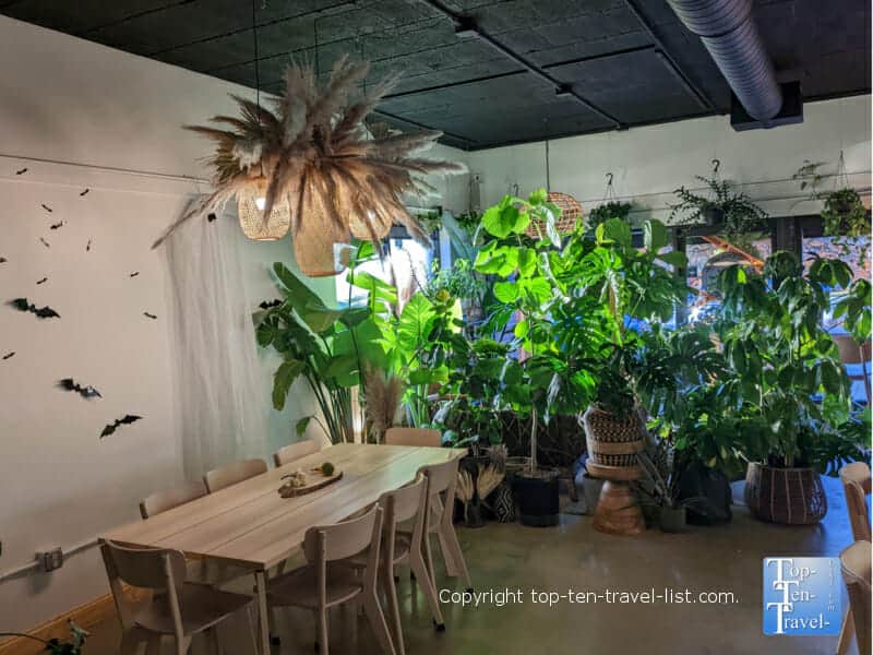 Lots of plants at Cafe Conmigo in Wexford, PA
