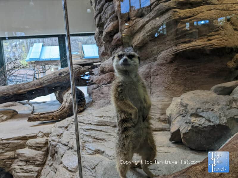 Meerkat at the Pittsburgh Zoo