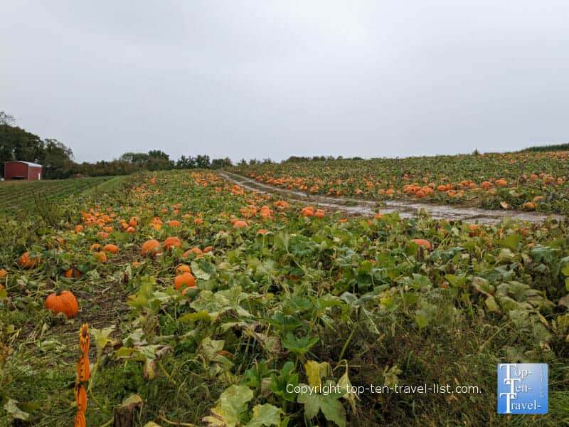 Fields of pumpkins at Soergel's Orchard 