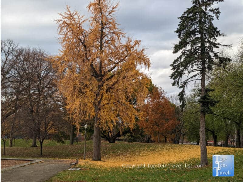Golden fall foliage at Allegheny Commons Park in Pittsburgh