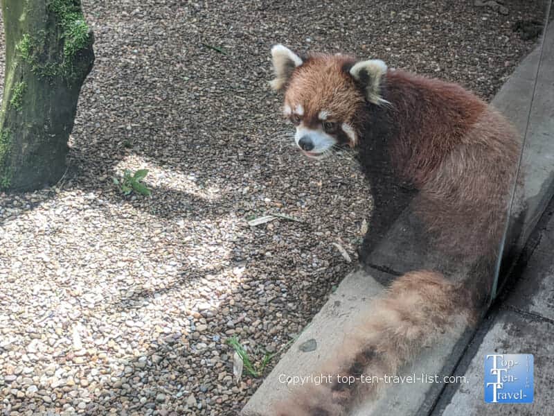 Red panda at the Pittsburgh Zoo