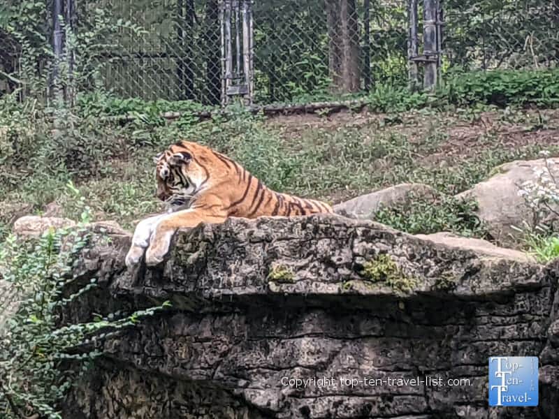 Tiger sleeping at the Pittsburgh Zoo