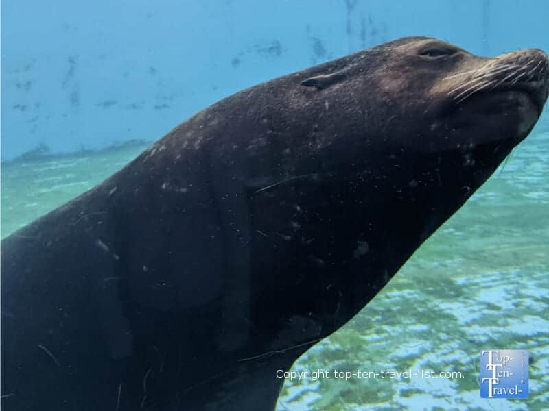 Underwater seal viewing at the Pittsburgh Zoo