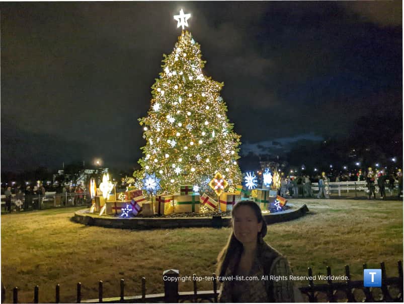 National Tree in D.C. 