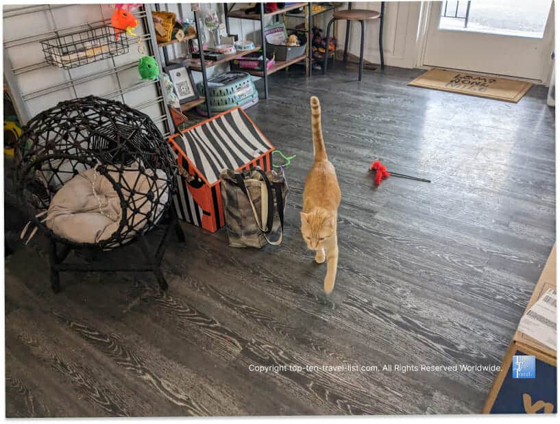 Cute orange tabby at Cats n'at cat cafe in Wexford, PA