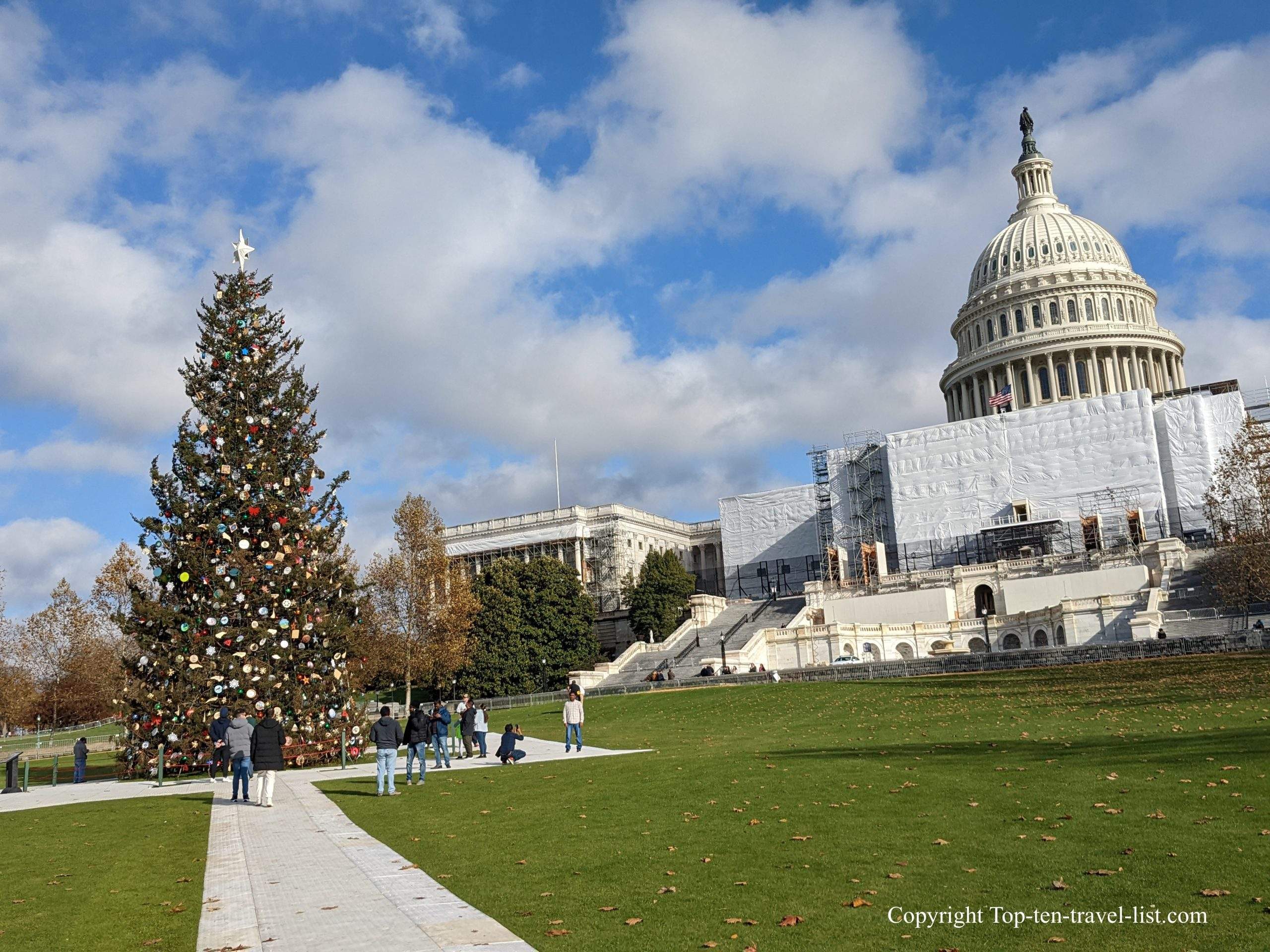 Capitol Hill tree in Washington D.C.