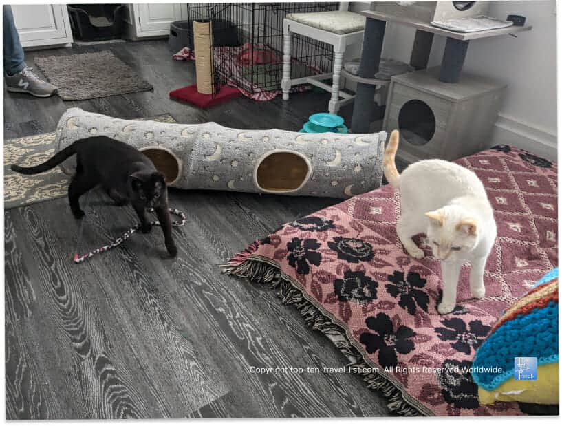 Cats N'At cat cafe in Wexford, PA