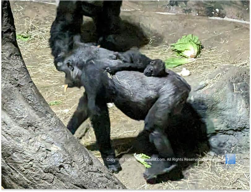 Baby gorilla at the Pittsburgh Zoo