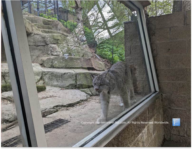 Beautiful Lynx at the Pittsburgh Zoo