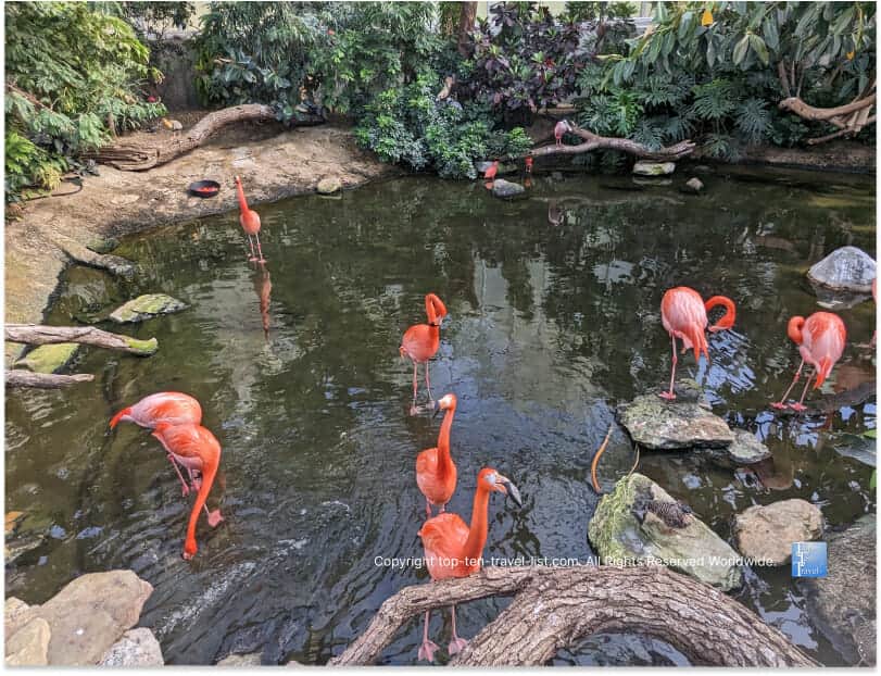 Flamingos at The National Aviary in Pittsburgh