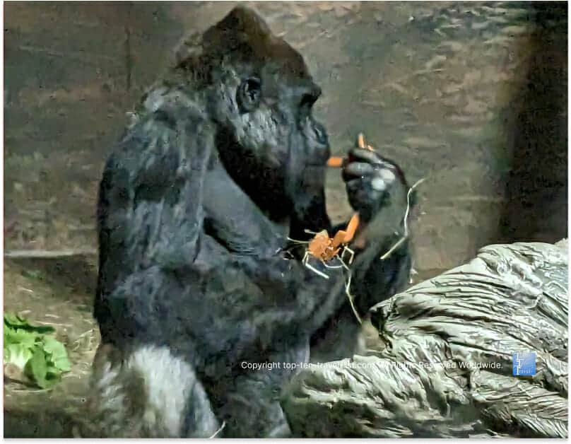 Gorilla at the Pittsburgh Zoo