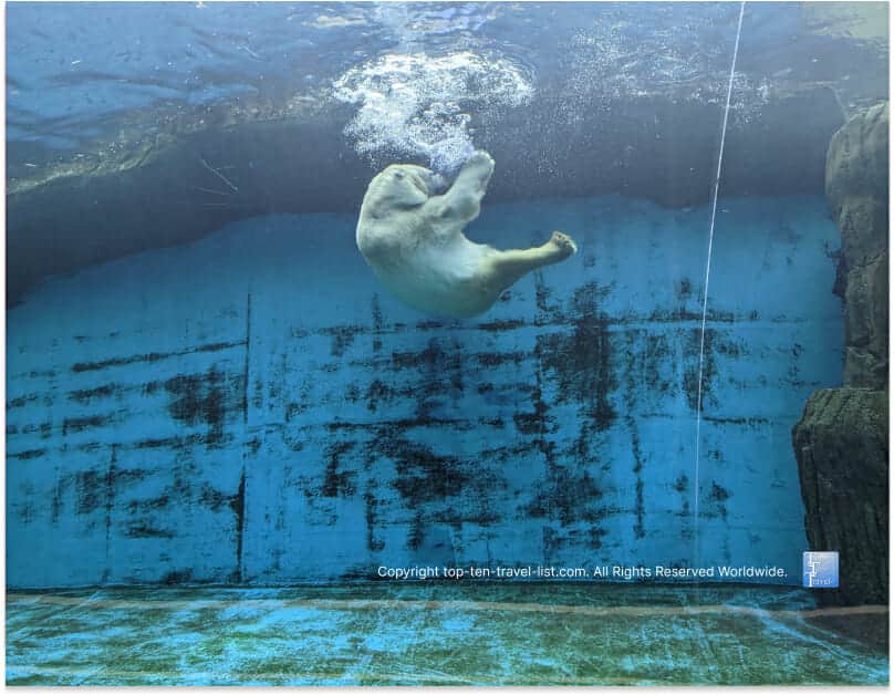 Polar bear swimming at the Pittsburgh Zoo