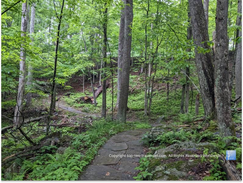 Scenic woodsy hiking trail at New River Gorge National Park