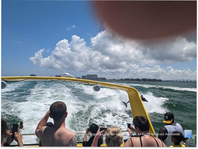 Dolphin playing in the wake of the Sea Screamer boat in Clearwater Beach, FL