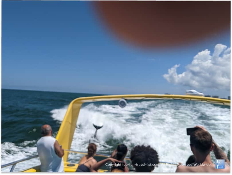 Dolphin playing in the wake of the Sea Screamer boat in Clearwater Beach, FL