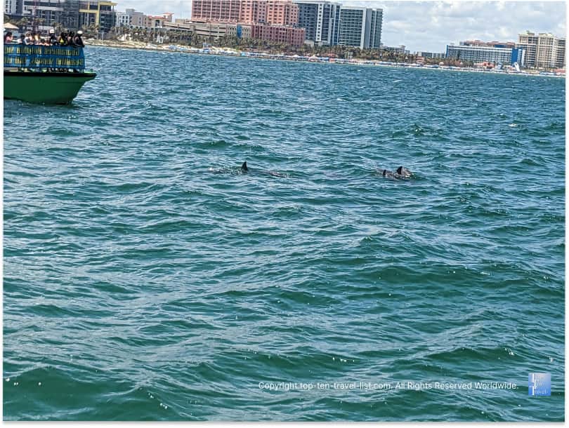 Dolphin sighting on the Sea Screamer Boat ride in Clearwater Beach, FL