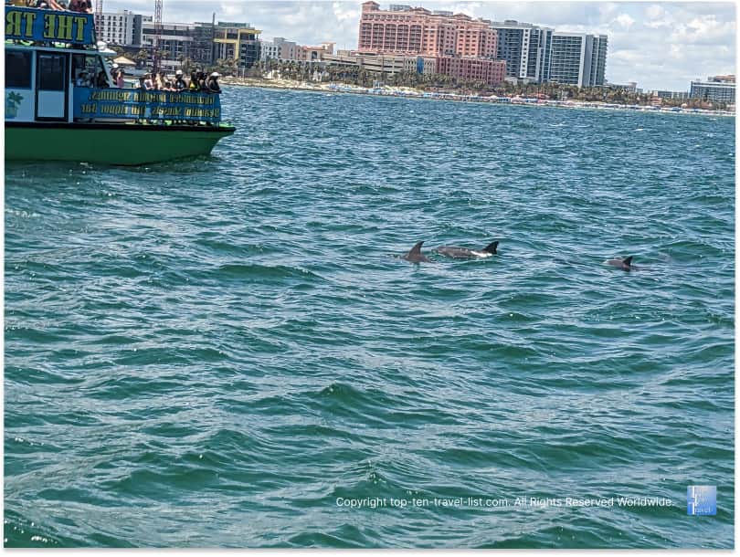 Dolphin watching on the Sea Screamer boat ride in Clearwater Beach, FL