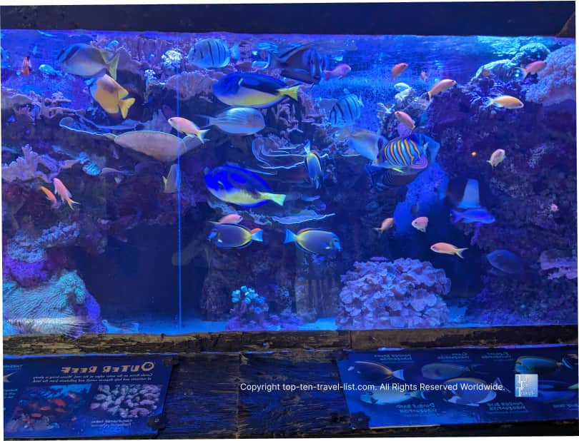 Colorful tank at The Florida Aquarium 