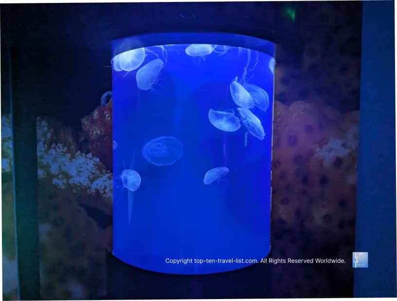 Jellyfish at the Florida Aquarium
