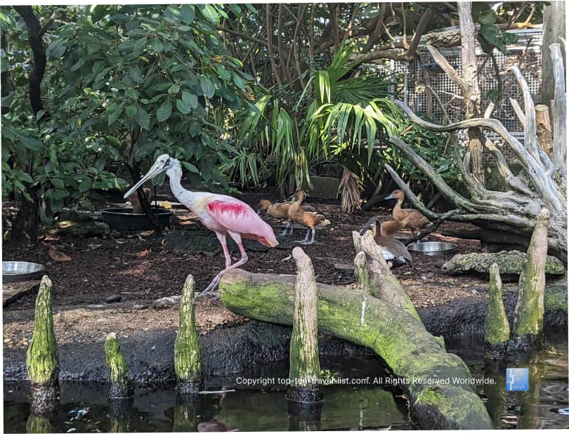 Unique bird on the Wetlands trail at The Florida Aquarium 