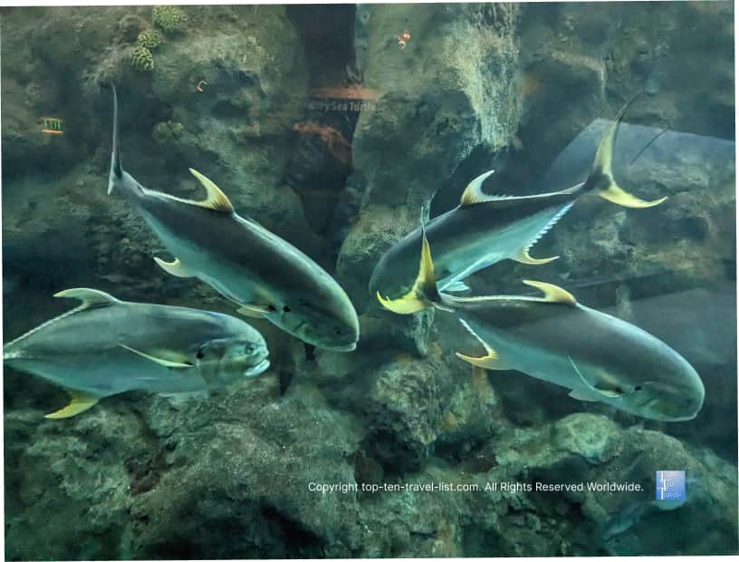 Unique fish at The Florida Aquarium 