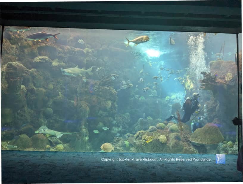 Diver at The Florida Aquarium 