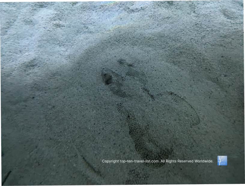 Fish that buries itself in the water at The Florida Aquarium 