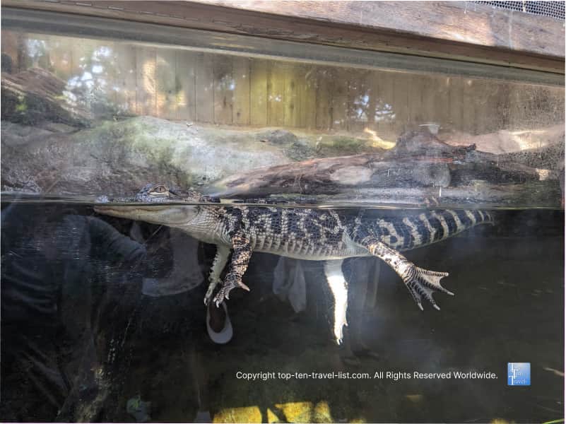 Gator swimming at The Florida Aquarium 
