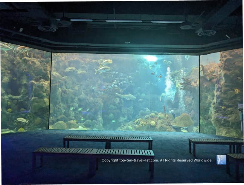 Massive coral reef tank at The Florida Aquarium 