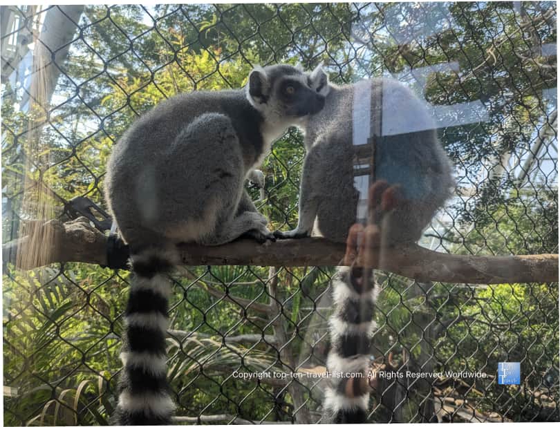 Lemur at The Florida Aquarium 