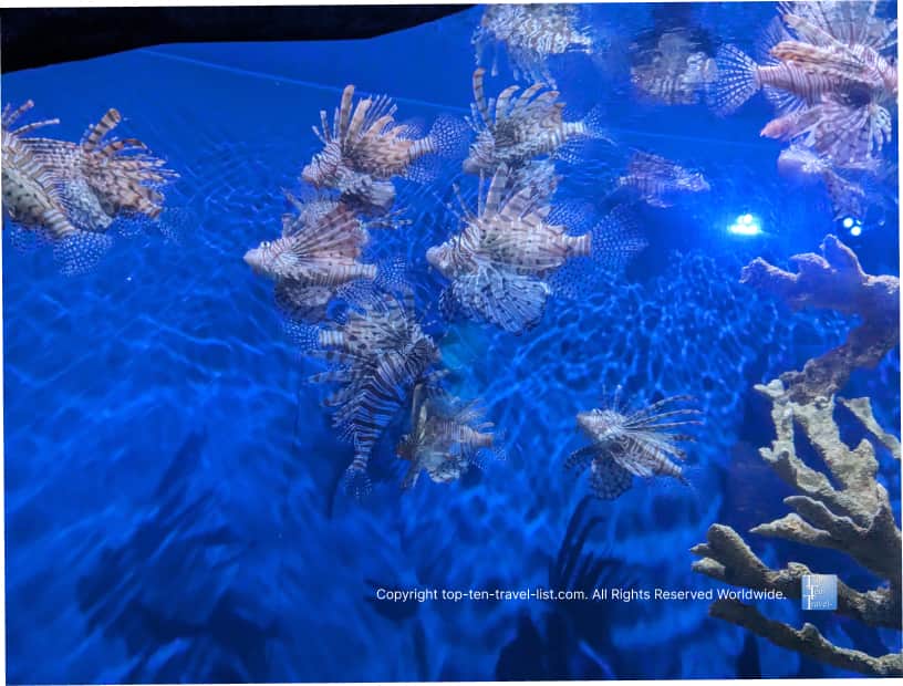 Lionfish at The Florida Aquarium 
