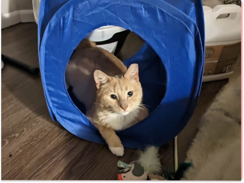 Kitty Cat Queen Rescue in Pittsburgh